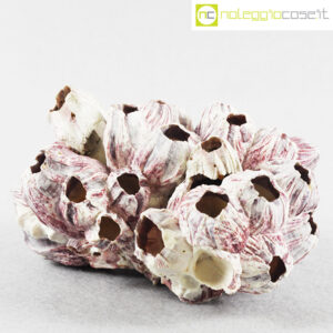 Balani marini in agglomerato