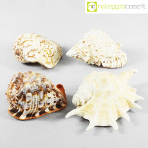 Conchiglie marine varie set 01