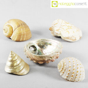 Conchiglie marine varie set 02