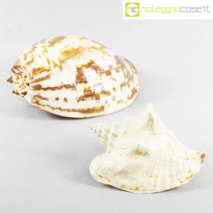 Conchiglie marine varie set grande