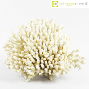 Corallo Acropora bianco grande