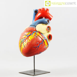Cuore in gesso modello anatomico