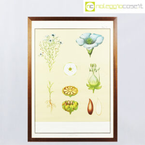 Paravia tavola botanica n.9