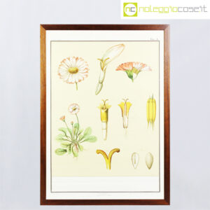 Paravia tavola botanica n.4