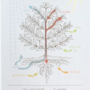 THE NUTRIENT CYCLE OF COFFEA ARABICA