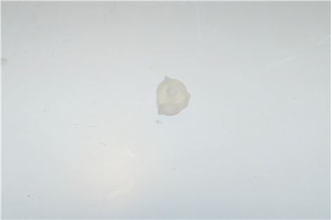 GOMMINO PIEDINO D.9X7,5 NAT(SIL 80SH)EN5